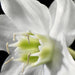 4 259 komar madonna Fotomural 254x184cm 4 Partes d | Yourdecoration.es