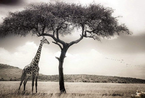 5084 8 wizard genius giraffe safari Fotomural Tejido No Tejido 384x260cm 8 Tiras 85ace1d5 10cd 4335 b2a9 e8f59c939a9c | Yourdecoration.es