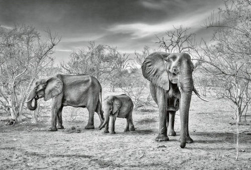 5096 8 wizard genius elephant family Fotomural Tejido No Tejido 384x260cm 8 Tiras fe9cfa8e 1493 4cb6 b4ae f0370ef6a3bd | Yourdecoration.es