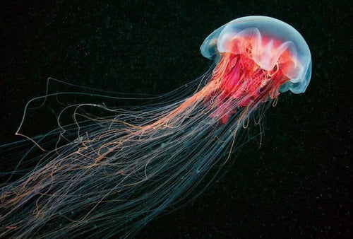 5116 8 wizard genius jellyfish Fotomural Tejido No Tejido 384x260cm 8 Tiras b8132c89 6ca3 4993 9ffc 67cf1e8a1f61 | Yourdecoration.es