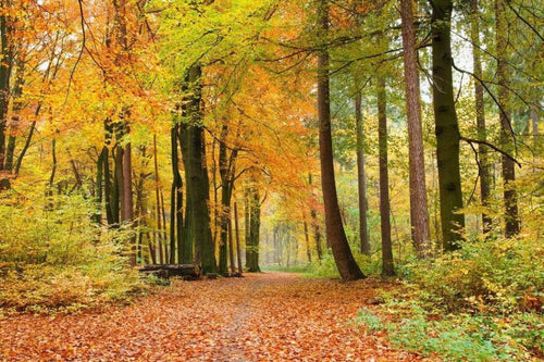dimex autumn forest Fotomural Tejido No Tejido 375x250cm 5 Tiras 1691909c 8f62 47cd 931f b7cfef84187a | Yourdecoration.es