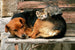 dimex cat and dog Fotomural Tejido No Tejido 375x250cm 5 Tiras 28b1fb82 92a9 4049 8253 abba775e4227 | Yourdecoration.es