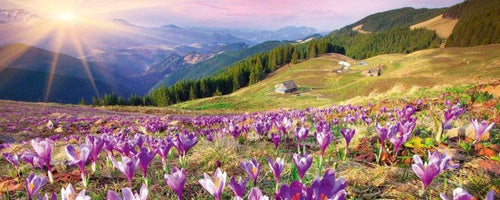 dimex crocuses at spring Fotomural Tejido No Tejido 375x150cm 5 Tiras 0d298417 1ece 4ceb bc6d 62f29cd75079 | Yourdecoration.es