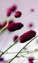 dimex floral violet Fotomural Tejido No Tejido 150x250cm 2 Tiras 04e90701 1f92 410e b3f1 e9ea9677d61c | Yourdecoration.es