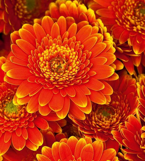 dimex gerbera Fotomural Tejido No Tejido 225x250cm 3 Tiras cd6c823c e85c 43c4 a536 b74705aed68c | Yourdecoration.es