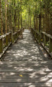 dimex mangrove forest Fotomural Tejido No Tejido 150x250cm 2 Tiras 3af02ca4 f711 44ef 868c f2897c849513 | Yourdecoration.es