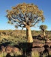 dimex namibia Fotomural Tejido No Tejido 225x250cm 3 Tiras c75b1b94 4c0b 47e9 a711 449d6ff636f0 | Yourdecoration.es