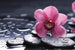 dimex orchid Fotomural Tejido No Tejido 375x250cm 5 Tiras 83c07080 26c6 4a2a 8326 3d15c45a4053 | Yourdecoration.es