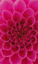 dimex pink dahlia Fotomural Tejido No Tejido 150x250cm 2 Tiras 25fd934a cdbf 4d09 ad11 07835ea895ff | Yourdecoration.es