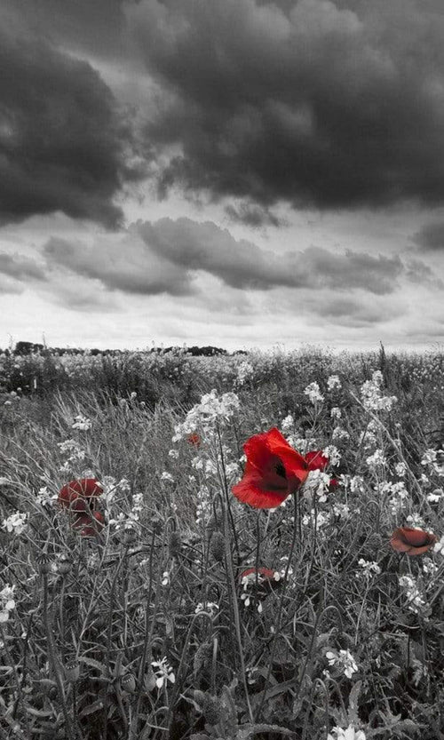dimex poppies black Fotomural Tejido No Tejido 150x250cm 2 Tiras d31373b2 c91c 429b b99b e69739ca194f | Yourdecoration.es