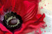 dimex poppy Fotomural Tejido No Tejido 375x250cm 5 Tiras 45d1a6ed da48 41aa aea6 e1e13bf4b9b5 | Yourdecoration.es