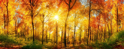 dimex sunny forest Fotomural Tejido No Tejido 375x150cm 5 Tiras | Yourdecoration.es