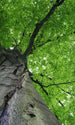 dimex treetop Fotomural Tejido No Tejido 150x250cm 2 Tiras | Yourdecoration.es