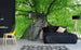 dimex treetop Fotomural Tejido No Tejido 375x250cm 5 Tiras Ambiente | Yourdecoration.es