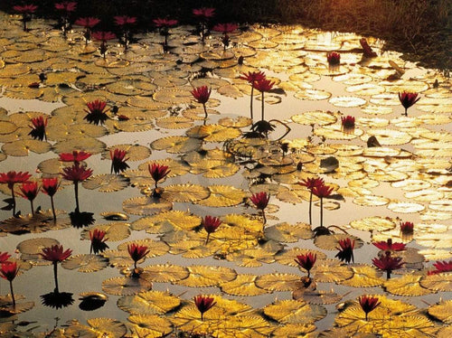 Bruno Baumann Lotus Pond Reproducción de arte 80x60cm | Yourdecoration.es
