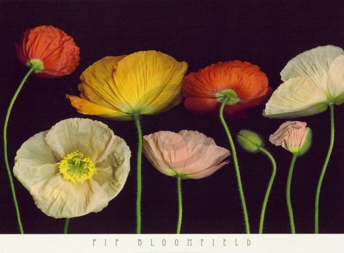 Pip Bloomfield Poppy Garden I Reproducción de arte 91x66cm | Yourdecoration.es