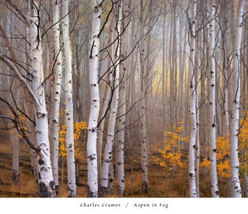 Charles Cramer Aspen in Fog Reproducción de arte 76x66cm | Yourdecoration.es