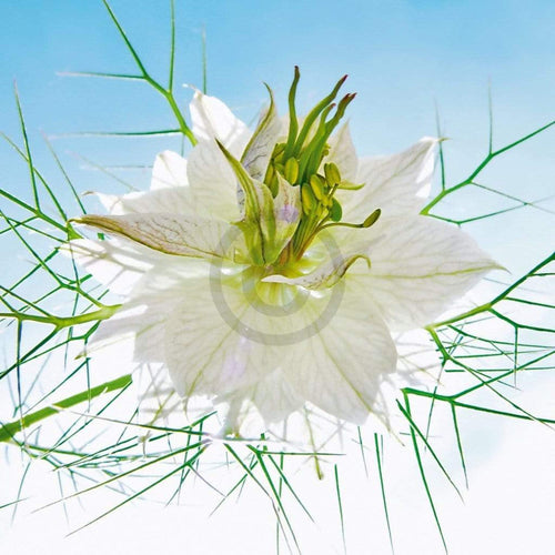 Ingrid Ulmer Seiltänzer Weiss Reproducción de arte 50x50cm | Yourdecoration.es