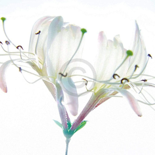 Ingrid Ulmer Zarte Bande Reproducción de arte 50x50cm | Yourdecoration.es