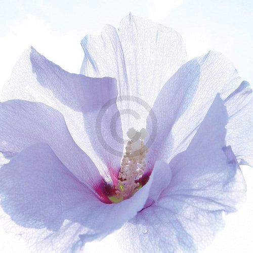 Ingrid Ulmer Ballerina Reproducción de arte 50x50cm | Yourdecoration.es