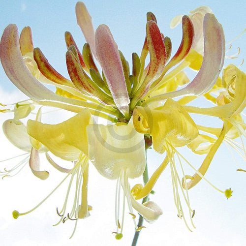 Ingrid Ulmer Ballet Reproducción de arte 50x50cm | Yourdecoration.es