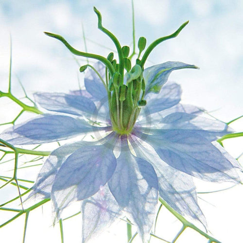 Ingrid Ulmer Seiltänzer blau Reproducción de arte 50x50cm | Yourdecoration.es