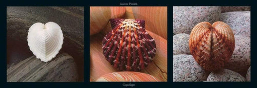 Laurent Pinsard Coquillages Reproducción de arte 95x33cm | Yourdecoration.es