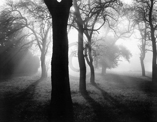 Tom Weber Bäume im Nebel I Reproducción de arte 90x70cm | Yourdecoration.es