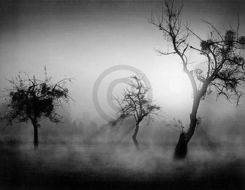 Tom Weber Bäume im Nebel II Reproducción de arte 90x70cm | Yourdecoration.es