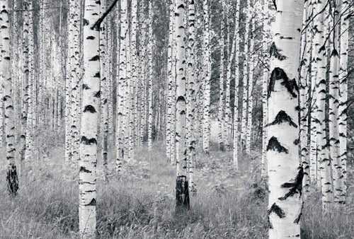 v8 724 komar woods Fotomural Tejido No Tejido 400x270cm 8 Tiras ce99ae1f 51af 4989 9588 423f26a14217 | Yourdecoration.es