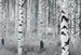 v8 724 komar woods Fotomural Tejido No Tejido 400x270cm 8 Tiras ce99ae1f 51af 4989 9588 423f26a14217 | Yourdecoration.es