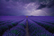 5148 8 wizard genius field of lavender Fotomural Tejido No Tejido 384x260cm 8 Tiras 04c672c5 0933 42ba 8839 762ae1b8aedb | Yourdecoration.es