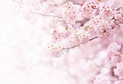 5448 8 wizard genius delicate flowers Fotomural Tejido No Tejido 384x260cm 8 Tiras 85e86674 dcf8 4aaa 9bbe 2b7ecae96754 | Yourdecoration.es