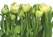 8 900 komar tulips Fotomural 368x254cm 8 Partes | Yourdecoration.es