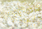 8 994 komar daisies Fotomural 368x254cm 8 Partes | Yourdecoration.es