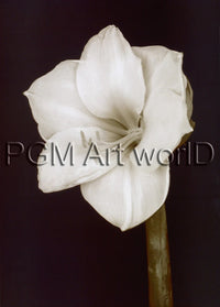 PGM FTP 17 Prades Fabregat Bora Bora Flower II Reproducción de arte 50x70cm | Yourdecoration.es