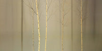 PGM MGD 212 Ged Mitchell Winterlely Wood Reproducción de arte 100x50cm | Yourdecoration.es