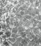 dimex apple tree abstract iii Fotomural Tejido No Tejido 225x250cm 3 Tiras | Yourdecoration.es