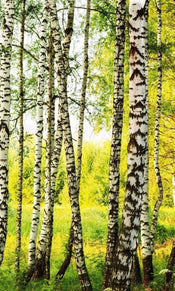 dimex birch path Fotomural Tejido No Tejido 150x250cm 2 Tiras 865b0626 9e68 4345 beb9 17b50ecce2e8 | Yourdecoration.es