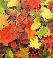 dimex colourful leaves Fotomural Tejido No Tejido 225x250cm 3 Tiras 44ab5607 85cc 43ce b413 9a8dceb6a2c1 | Yourdecoration.es