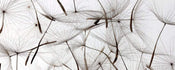 dimex dandelion seeds Fotomural Tejido No Tejido 375x150cm 5 Tiras 7ba78c4b 7303 4421 88f0 bb8eac056091 | Yourdecoration.es