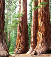 dimex sequoia Fotomural Tejido No Tejido 225x250cm 3 Tiras cb731b61 8c1e 4f50 b704 a7293c4f1e67 | Yourdecoration.es