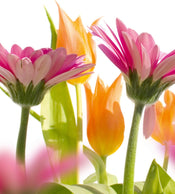 dimex spring flowers Fotomural Tejido No Tejido 225x250cm 3 Tiras | Yourdecoration.es