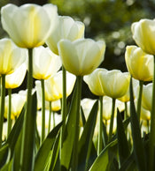 dimex white tulips Fotomural Tejido No Tejido 225x250cm 3 Tiras | Yourdecoration.es