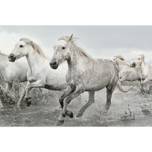 Grupo Erik GPE5238 White Horses Póster 91,5X61cm | Yourdecoration.es