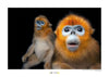 Komar Golden Snub nosed Monkey Reproducción de arte 40x30cm | Yourdecoration.es