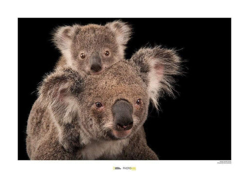 Komar Koala Bear Reproducción de arte 70x50cm | Yourdecoration.es