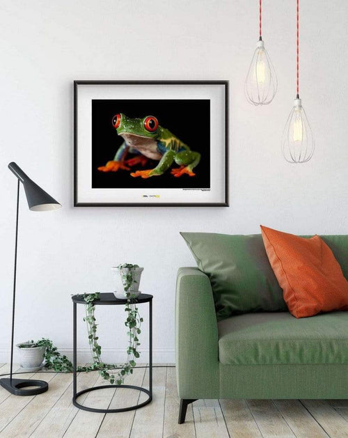 Komar Red eyed Treefrog Reproducción de arte 70x50cm Sfeer | Yourdecoration.es