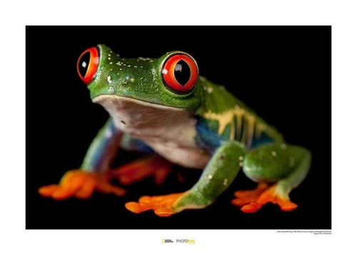 Komar Red eyed Treefrog Reproducción de arte 70x50cm | Yourdecoration.es