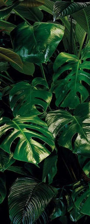 p333 vd1 komar tropical wall Fotomural Tejido No Tejido 100x250cm 1 Tira | Yourdecoration.es